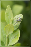 Driestreepspin - Mangora acalypha