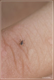 Schapenteek - Ixodes ricinus