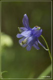 Wilde akelei - Aquilegia vulgaris