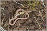 Hazelworm - Anguis fragilis