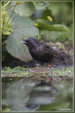 Spreeuw - Sturnus vulgaris