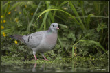 Holenduif - Columba oenas