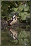 Grote Bonte Specht - Dendrocopos major