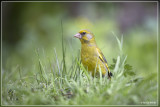 Groenling - Chloris chloris