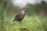 Spreeuw - Sturnus vulgaris