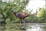 Fazant - Phasianus colchicus