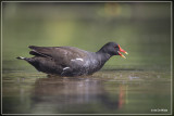 Waterhoen - Gallinula chloropus