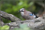Gaai - Garrulus glandarius