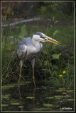 Blauwe Reiger - Ardea cinerea