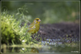 Groenling - Chloris chloris