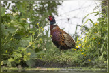 Fazant - Phasianus colchicus