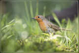Roodborst - Erithacus rubecula