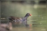 Waterhoen - Gallinula chloropus
