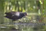 Waterhoen - Gallinula chloropus