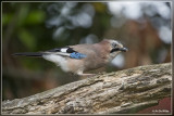 Gaai - Garrulus glandarius