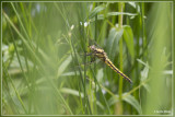 Gewone oeverlibel - Orthetrum cancellatum