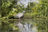 Holenduif - Columba oenas