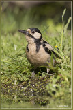 Grote Bonte Specht - Dendrocopos major