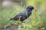 Spreeuw - Sturnus vulgaris