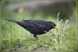 Merel - Turdus merula