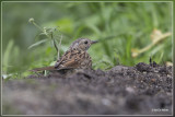 Heggenmus - Prunella modularis