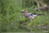 Gaai - Garrulus glandarius
