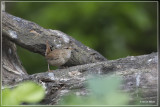 Winterkoning - Troglodytes troglodytes