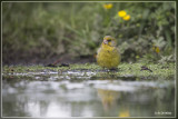 Groenling - Chloris chloris