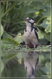 Grote Bonte Specht - Dendrocopos major