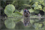 Grote Bonte Specht - Dendrocopos major