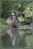 Grote Bonte Specht - Dendrocopos major