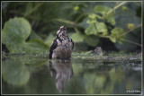 Grote Bonte Specht - Dendrocopos major