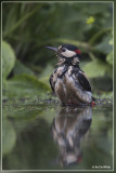 Grote Bonte Specht - Dendrocopos major