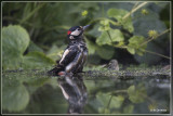 Grote Bonte Specht - Dendrocopos major