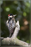 Grote Bonte Specht - Dendrocopos major