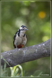Grote Bonte Specht - Dendrocopos major