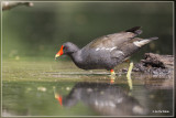 Waterhoen - Gallinula chloropus