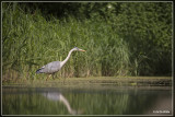 Blauwe Reiger - Ardea cinerea