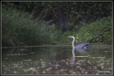 Blauwe Reiger - Ardea cinerea