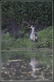 Blauwe Reiger - Ardea cinerea