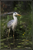 Blauwe Reiger - Ardea cinerea