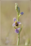 Ophrys apifera - Bijenorchis