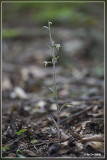 Kleinbladige wespenorchis - Epipactis microphylla