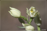 Cephalanthera damasonium - Bleek Bosvogeltje