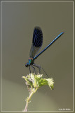 Weidebeekjuffer	- Calopteryx splendens