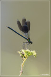 Weidebeekjuffer	- Calopteryx splendens