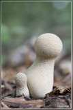 Parelstuifzwam - Lycoperdon perlatum