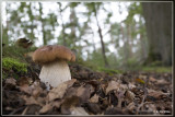 Gewoon Eekhoorntjesbrood - Boletus edulis