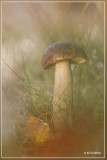 Gewone berkenboleet - Leccinum scabrum