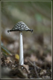 Spechtinktzwam - Coprinopsis picacea  20150928_0686